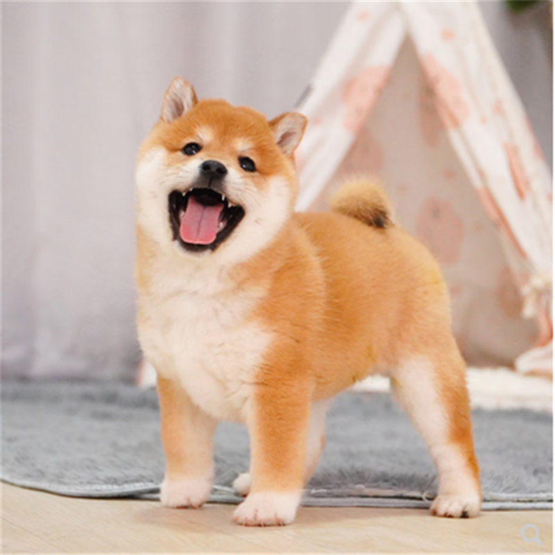 宠心伴纯种柴犬幼犬宠物狗狗活体 日本柴犬活物宠物狗 宠物级 公