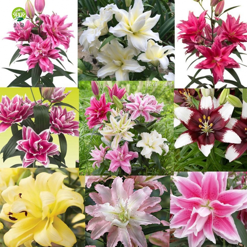 百合花 相关京东优惠商品排行榜 70 价格图片品牌优惠券 虎窝购 百合花 相关京东优惠商品排行榜 70 价格图片品牌优惠券 虎窝购