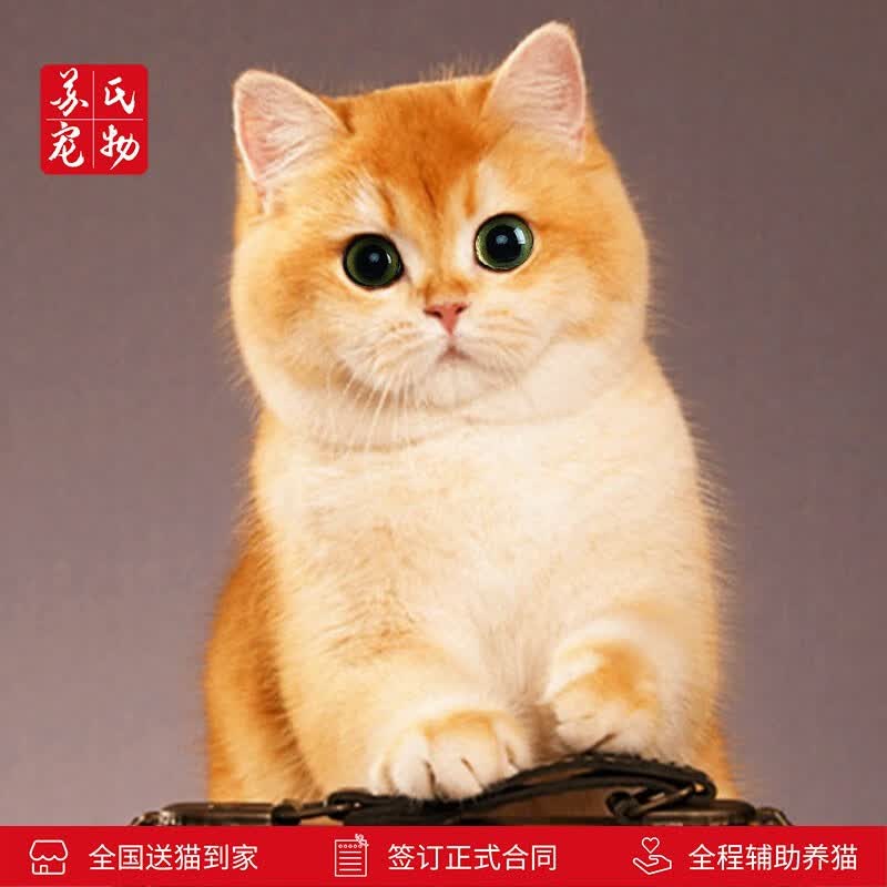 涴喵 苏氏纯种金银渐层幼猫短毛猫大脸猫宠物猫咪活体辅助喂养 金渐层猫【宠物级】高性价比高么？