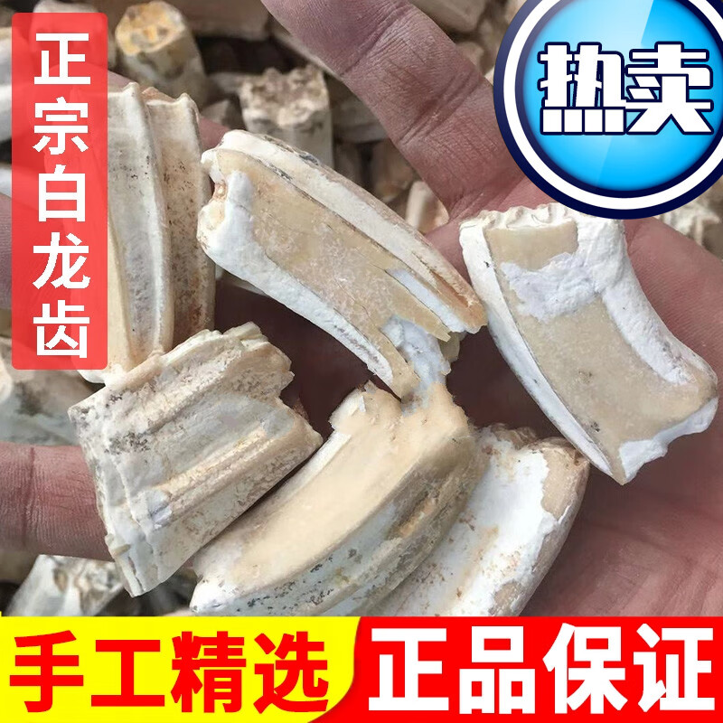 龙齿中药材白龙齿正宗生龙齿整个包检验100g克可磨粉售青龙齿龙骨