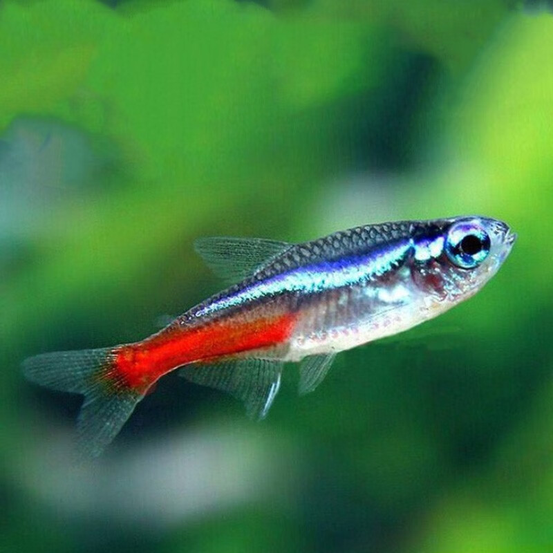 richer)宝莲灯鱼活体灯科鱼热带鱼观赏鱼淡水鱼小型鱼群游红绿灯鱼 红