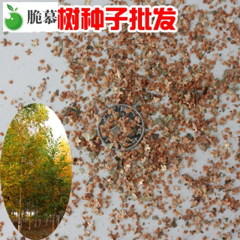 绿化树木种子 白桦树种子 白桦种子 粉桦 桦皮树种籽