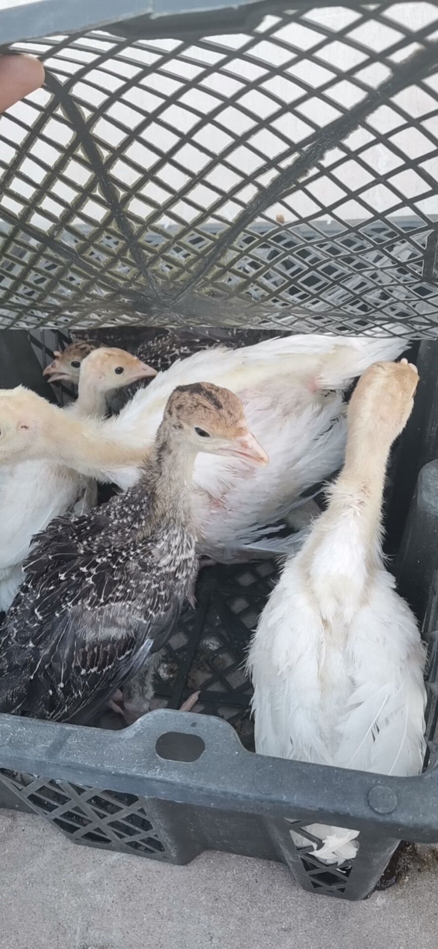 挑选苗活苗半大脱温小青铜尼古拉贝蒂娜火鸡苗包活到家批发零售 1斤