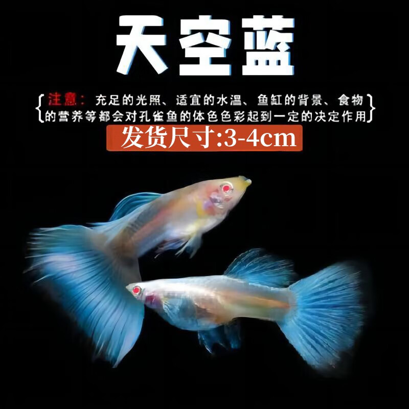 卡奇鱼 孔雀鱼 凤尾鱼 胎生鱼 热带观赏鱼淡水活体鱼小型鱼纯种好养易活 天空蓝白孔雀鱼3对属于什么档次？