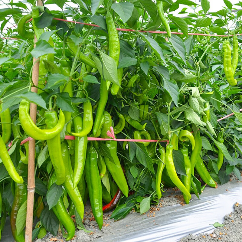 三千苗 春季蔬菜苗大全幼苗草莓苗番茄苗西瓜辣椒秧苗四季阳台盆栽菜