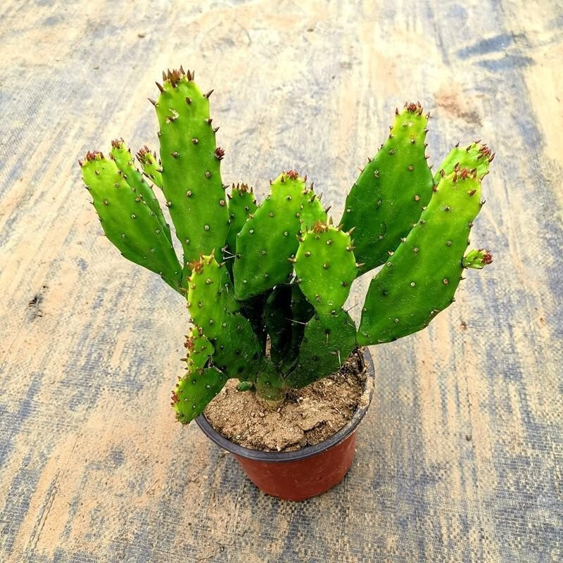 洁妍千佛手盆栽多肉植物迷你仙人掌花卉绿植阳台庭院种植耐热好养 千