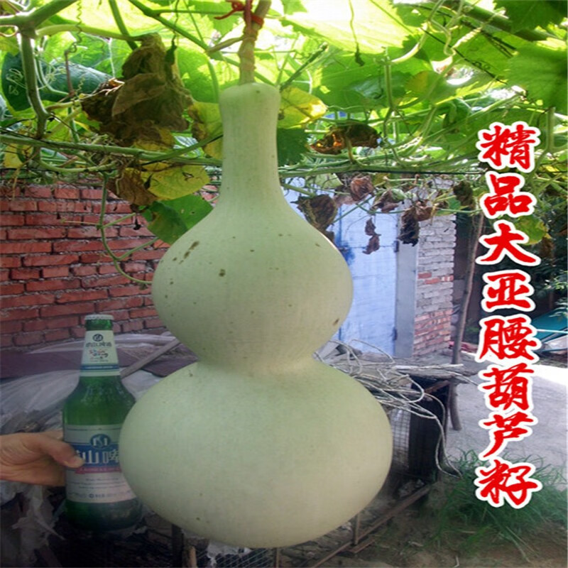 亚腰葫芦种子籽迷你手捻小八宝葫芦籽种子阳台观赏 大亚腰葫芦约10粒