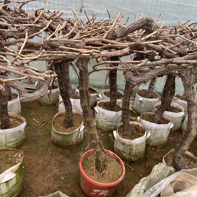 clcey葡萄树苖苗盆栽精品老桩爬藤王南北方种植原土带分支木架发货