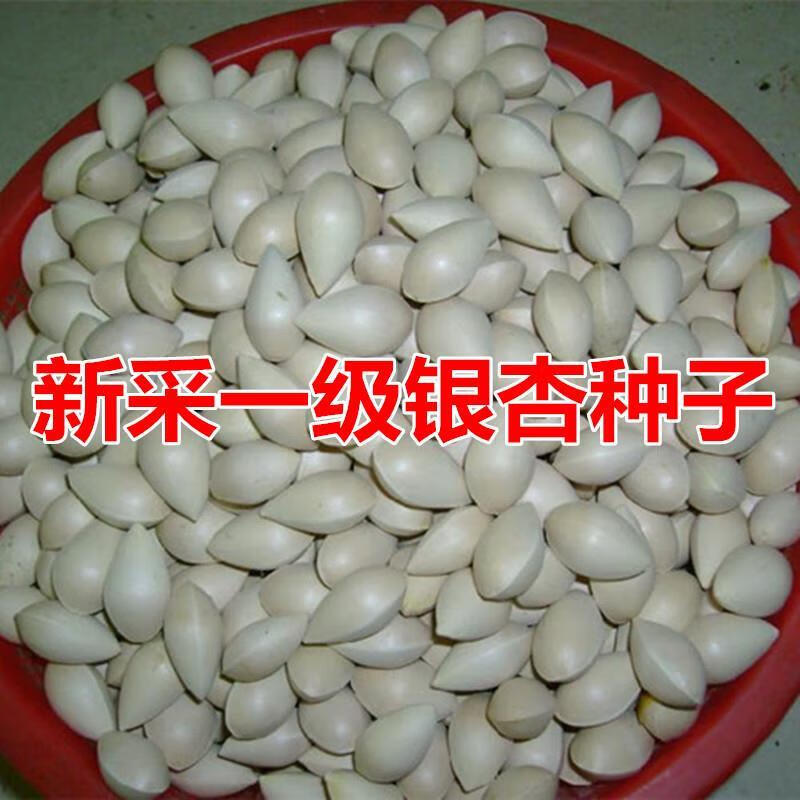 耘庭新采银杏种子 可食用 白果树苗盆栽绿化 银杏树种子 特级银杏果籽