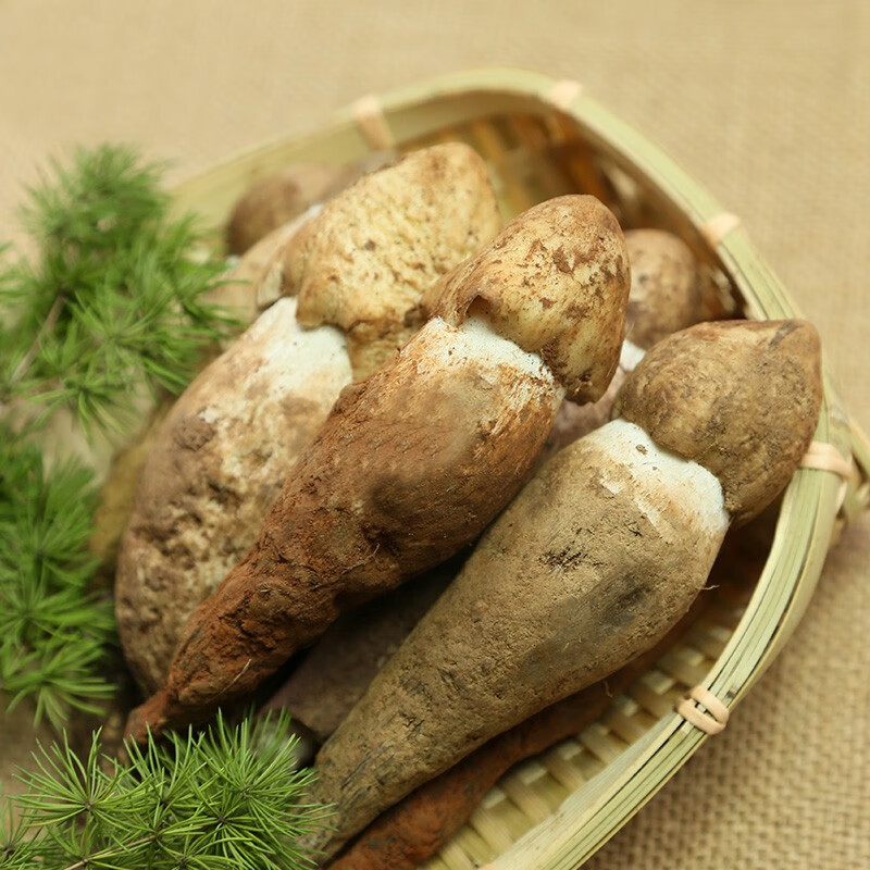 星云湖【现货顺丰】云南野生鸡枞菌 新鲜菌菇蘑菇名菌山珍时令中秋送礼 开伞鸡枞菌(适合炸油鸡枞)4斤