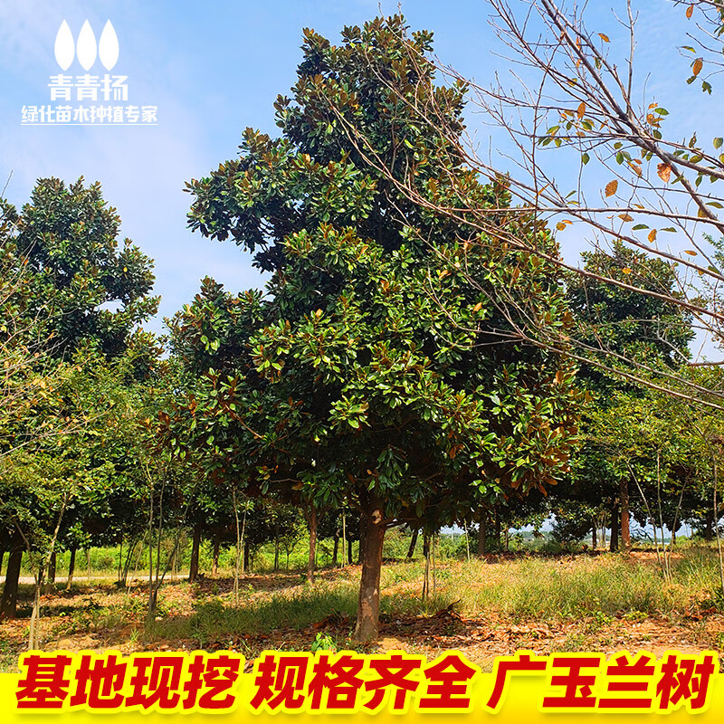 千颂园正宗广玉兰大树荷花白玉兰树苗庭院园林大型行道绿化苗木四季