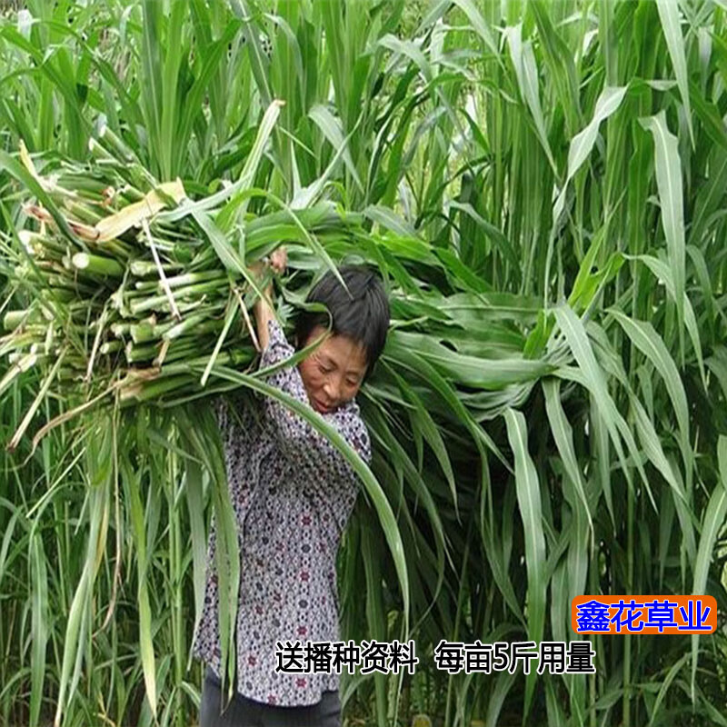 高丹王草种子四季养牛羊鹅猪兔喂鱼草种再生大力士甜高粱牧草种子 饲用甜高粱种子1斤【收割再生】