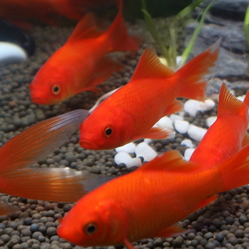 琅河水族 小型草金鱼活体鱼 锦鲤活鱼淡水冷水练手闯缸鱼 宠物观赏鱼