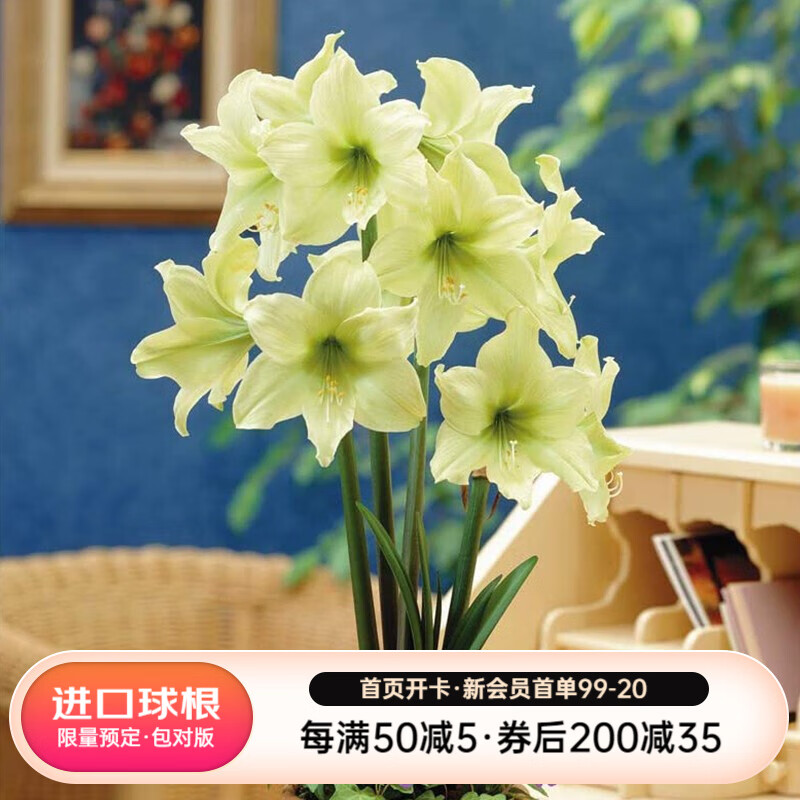 种球历史价格曲线|种球价格比较