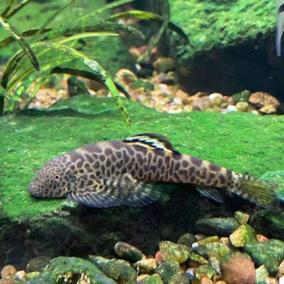 墨一清洁工吸鳅原生鱼冷水鱼吸石鱼观赏鱼长汀吸鳅包损 双盘3cm左右3