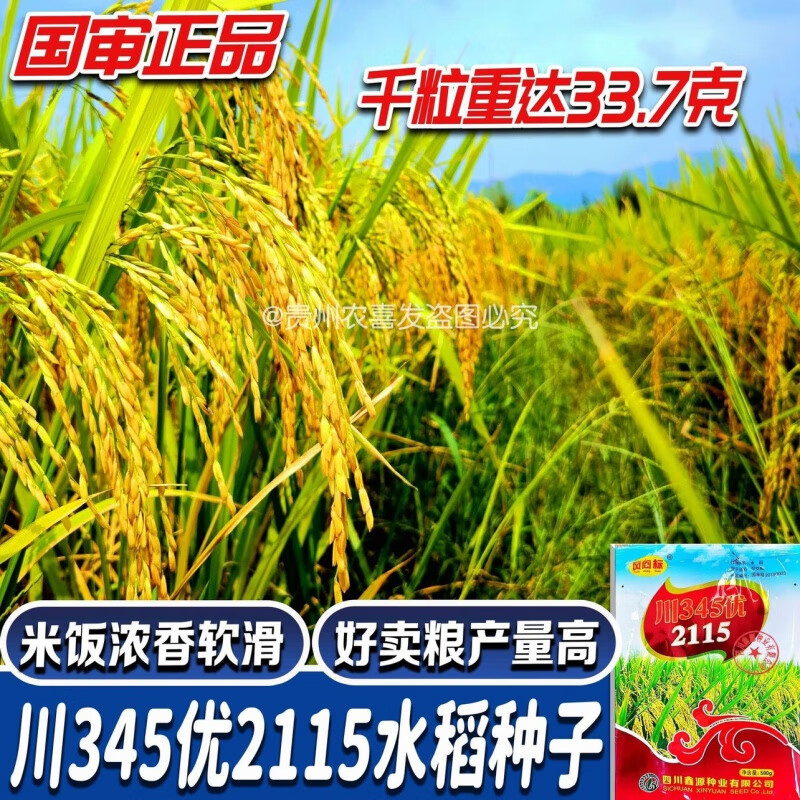 农喜发川345优2115一级杂交香米水稻种子好吃高产谷种稻谷 长粒香稻