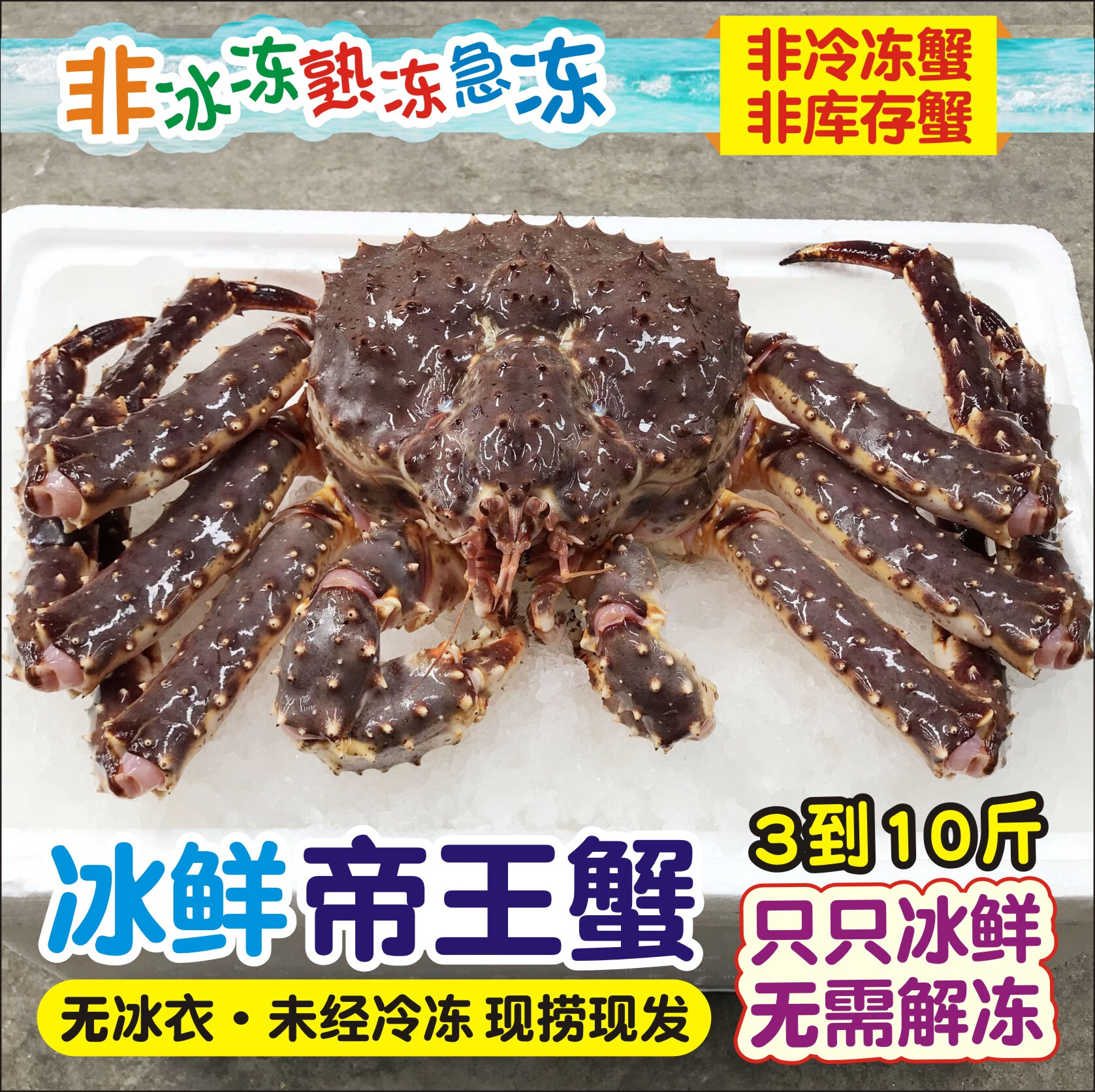 帝王蟹海鲜鲜活冰鲜3到10斤1只特大螃蟹水产皇帝蟹帝皇蟹 3斤左右【活冻品质 新鲜足称】