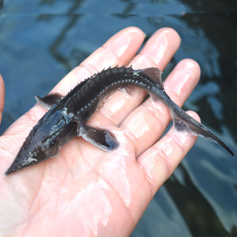 朵芮蜜鲟鱼鱼幼苗淡水养殖食用好养中华冷水观赏鱼幼苗 1条8-10厘米鲟