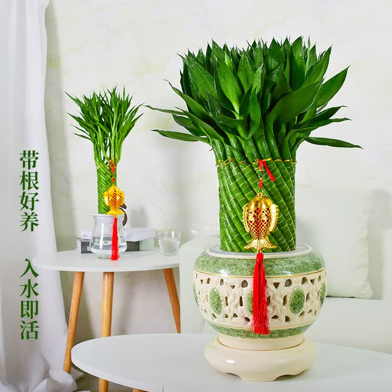 手耕田节节高富贵竹植物开运竹子盆栽客厅水养大型绿植室内乔迁大颗 大展鸿图 含盆