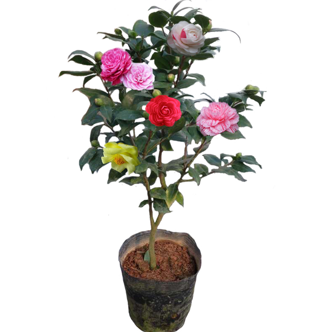 四季茶花苗山茶花带花苞盆栽五色赤丹茶花苗一树多色云南茶花树苗