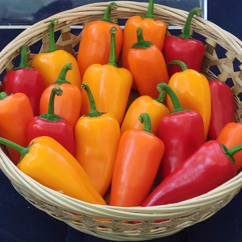 生吃不辣味甜辣椒苗山东蔬菜春冬季播种种籽种孑 水果椒橙蜜种子 30粒