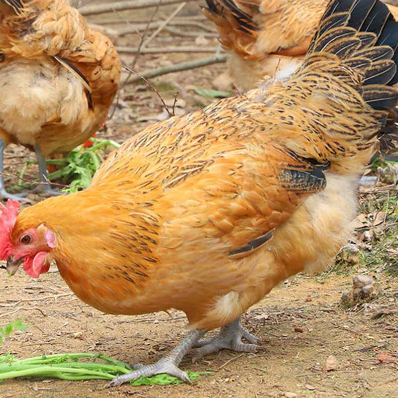 麻羽绿壳蛋鸡活苗成年土鸡下蛋活鸡包活到家草 2只母鸡【每只3斤左右