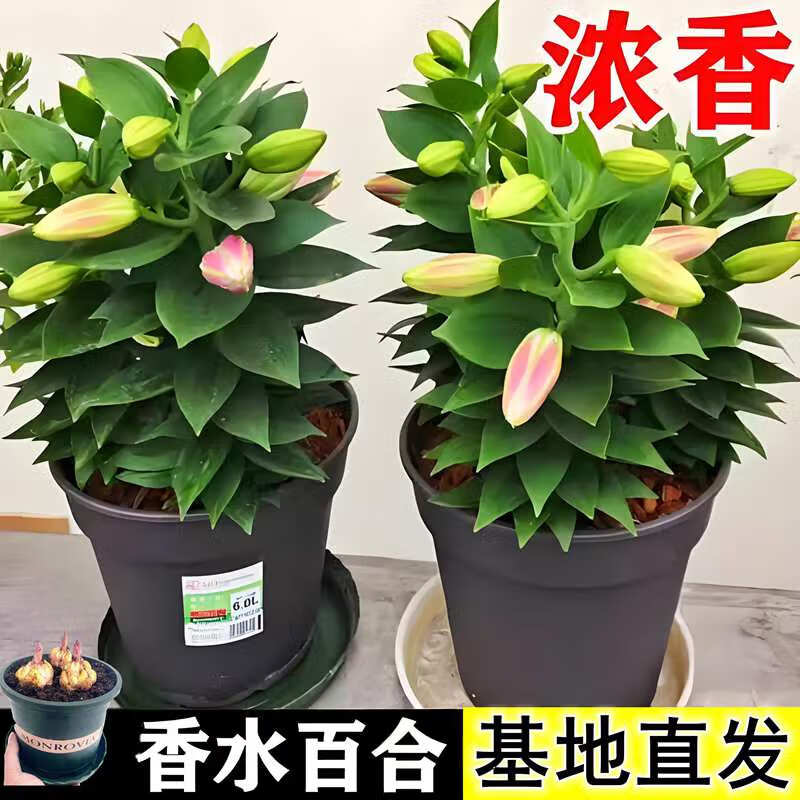 百合花种球香水百合四季开花好养活花卉植物室内外花苗盆栽花种子 精选【香水百合】颜色随机 5颗