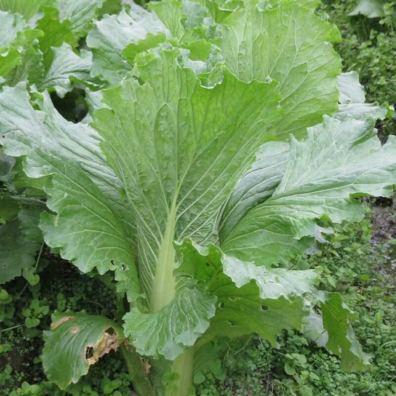 进口包尖小早熟秋白菜籽龙牙白菜种子季阳台盆栽四季蔬菜种孑菜种子