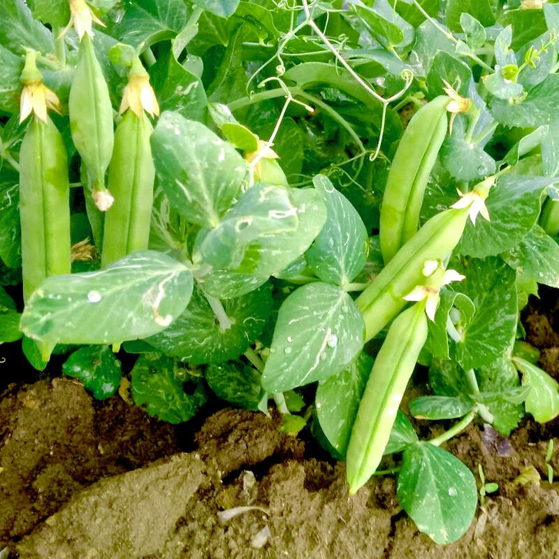 菜弯豆种大荚荷兰豆春夏四季种植蔬菜大包籽 矮豌豆种子(中豌6号)100g