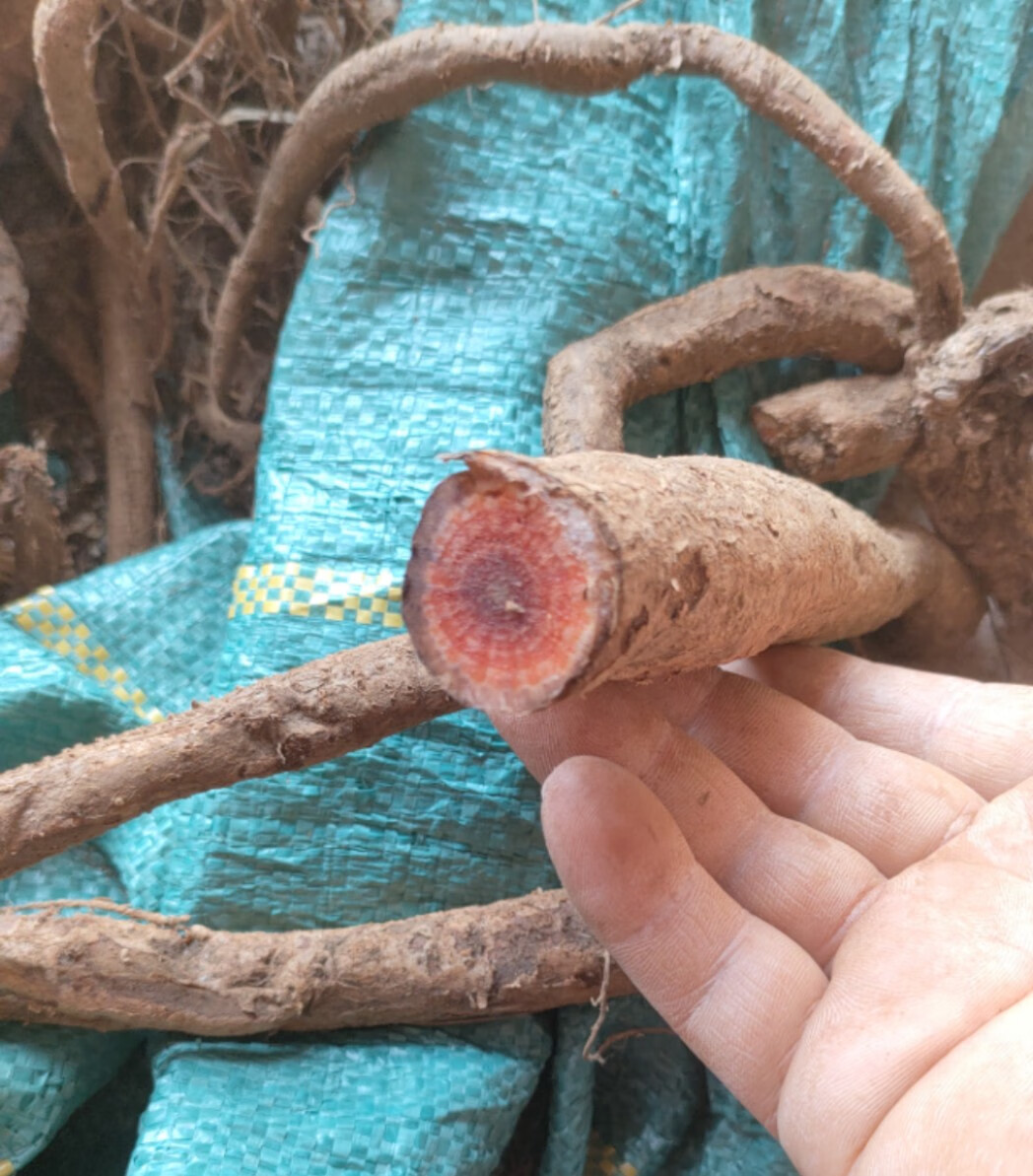 四川新鲜红霍麻根高原红活麻根红荨麻根荨麻草禾麻根蝎子草咬人草 现