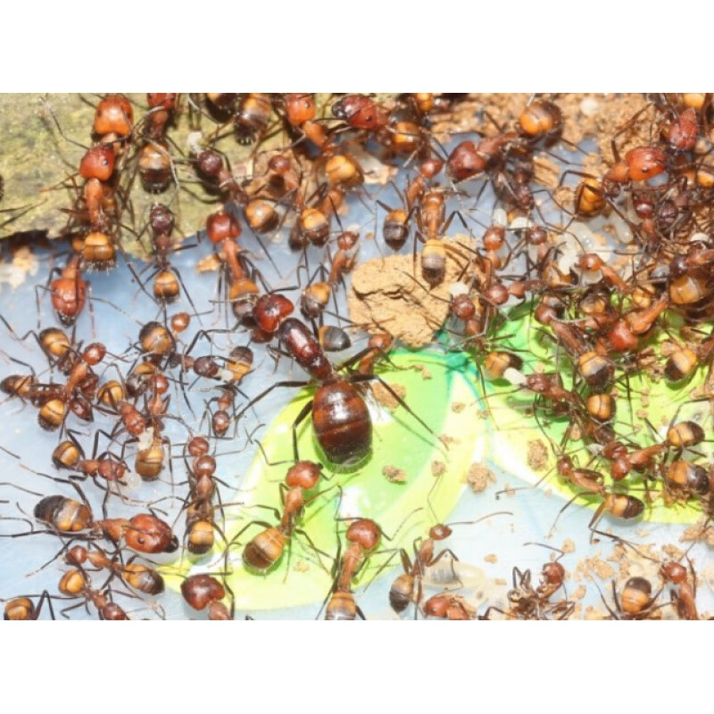 尼科巴弓背蚁好养耐干新后蚂蚁工坊城堡别墅繁殖宠物蚂蚁 一后100工