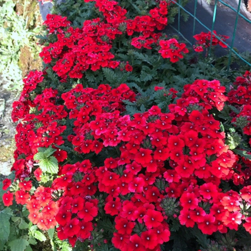 樱盆栽花苗进口观花植物草花宿根花苗好养耐寒庭院阳台花卉 红色500粒