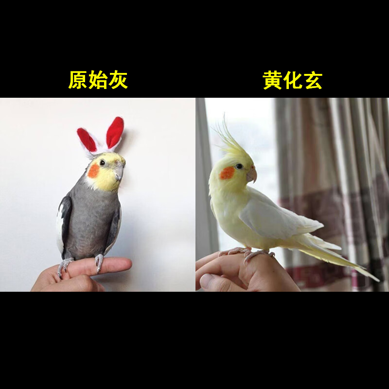 宠以沫(chong yimo)玄凤鹦鹉活鸟大型宠物鸟小鸟活物幼鸟鸟类活体雏鸟