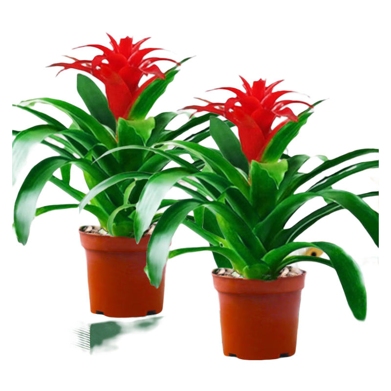 ���ڲ������ֻ����ļ����˵�ͷ���Դ����ʺϿ����ڷŵĻ���������ֲ�����ڻ������� 2��װ���˵�ͷԭ����+Ӫ��Һ ���� 49.56Ԫ��4��(��12.39Ԫ/��)