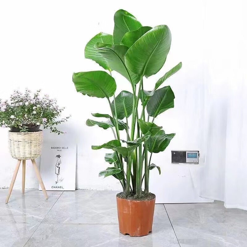 萌肉居天堂鸟室内外办公室盆栽植物盆景花卉绿植/天堂鸟小苗约20cm1棵