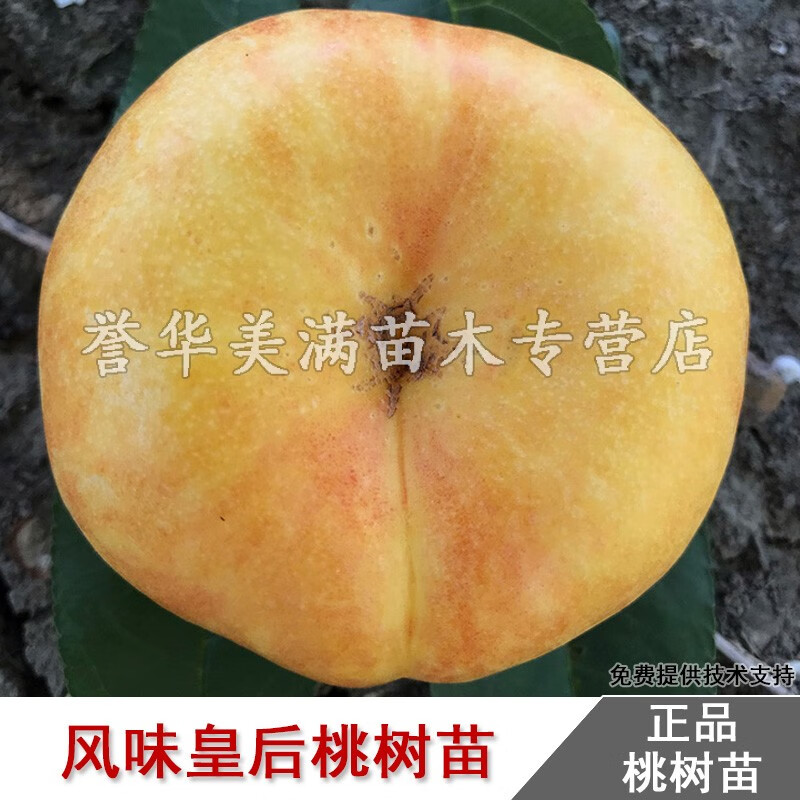 澈之畅风味皇后桃苗嫁接黄肉油蟠桃树苗7月成熟桃树果苗南北方地栽