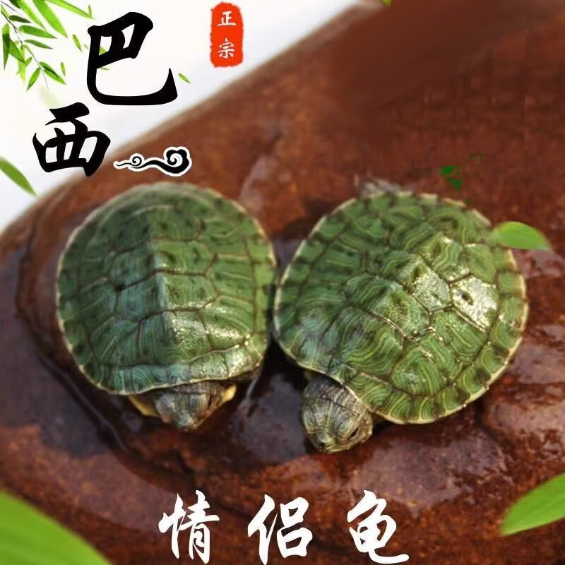 大脸兔 乌龟活物大巴西龟活体宠物龟繁殖种龟黄金红耳巴西龟水龟 巴西