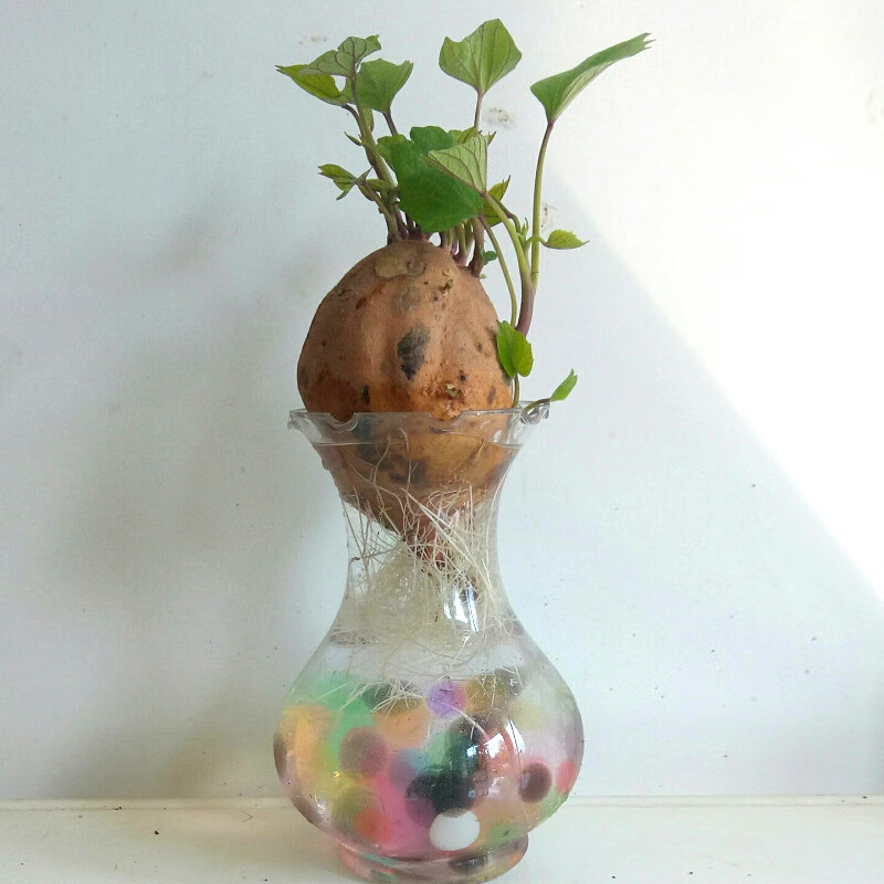 拾爱红薯苗盆栽室内阳台种植观赏蔬菜苗幼儿园植物角儿童观赏 塑料瓶