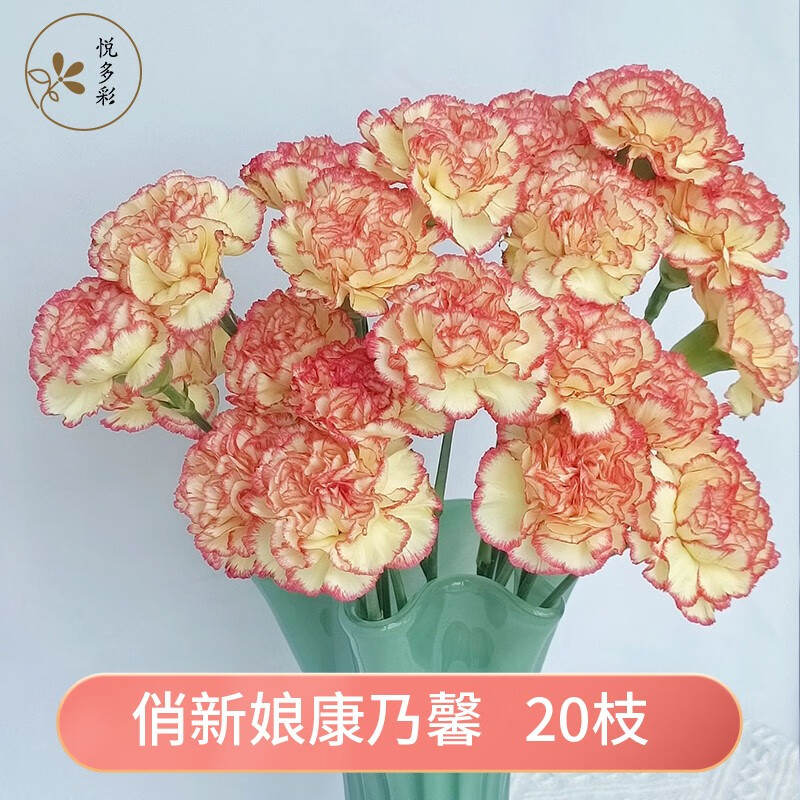 基地直发母亲节 教师节家用办公室水培鲜切花 俏新娘康乃馨18-20枝