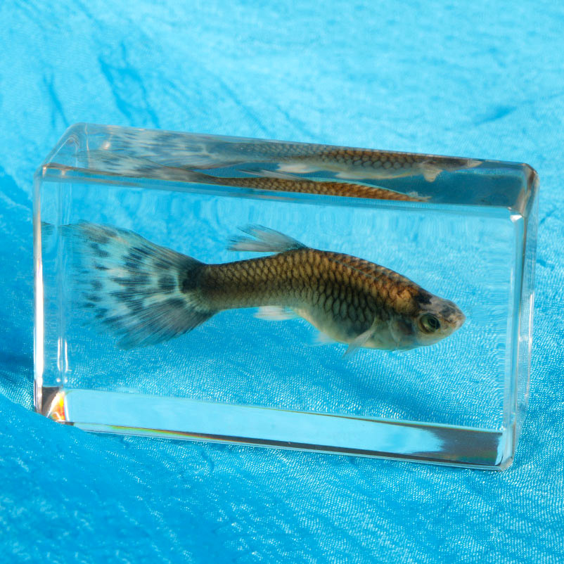 动物标本真实鱼标本摆件教学早教玩具海洋馆幼儿园树脂动物标本透明