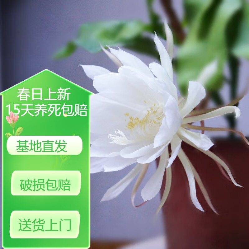 昙花盆栽花卉植物室内外盆景观花老桩小叶昙花苗 d8 原始白3年苗【30