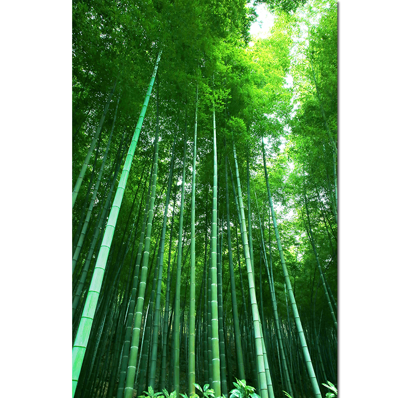 毛竹竹林竹子竹竹高升玄关过道绿色护眼走廊装饰墙贴画树林风景画 q70