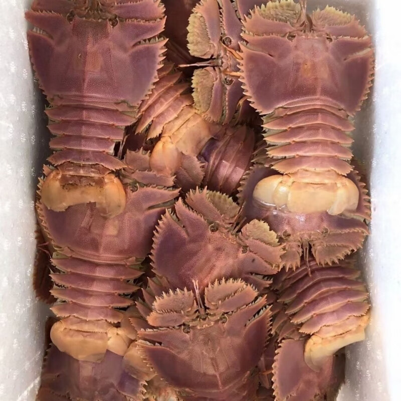 燕江澜琵琶虾 新鲜九齿扇虾 虾姑排毛缘扇虾东方大虾扁 3斤 70-100g6