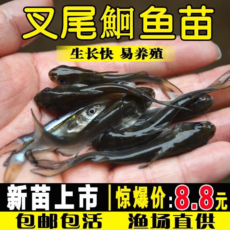 弥翠园叉尾鱼苗活体淡水养殖冷食用观赏冷水鱼江团鱼苗钳鱼斑点叉尾鮰鱼苗批发 10条3-5厘米叉尾(加10%防损)属于什么档次？