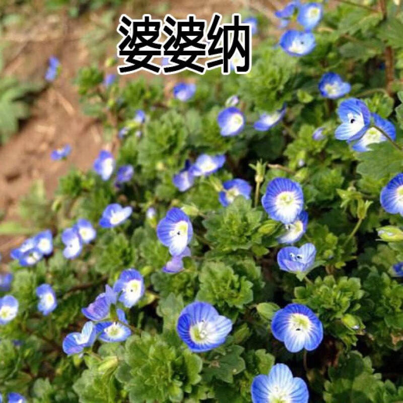 春草碧婆婆纳种子花草种子庭院阳台路边河边小蓝花多年生种子种籽播种