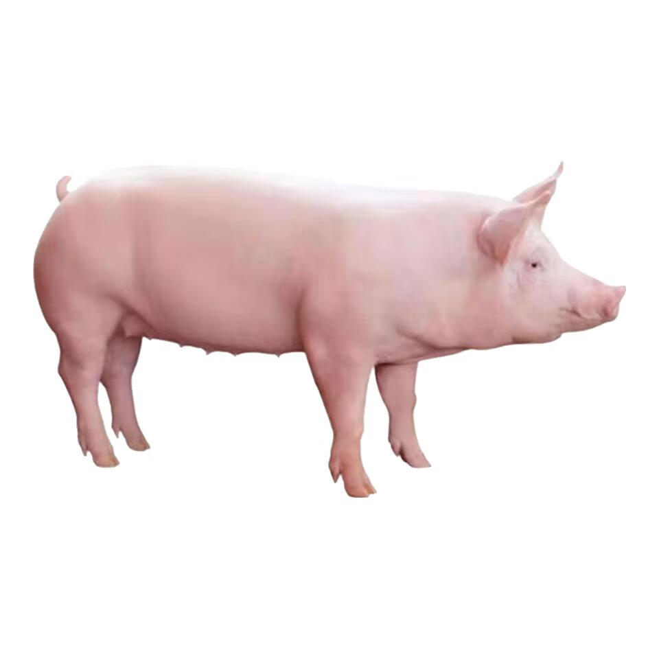 纯种长白猪小猪猪仔二元外三元宠物动物活物猪买活猪家养猪幼崽苗 6