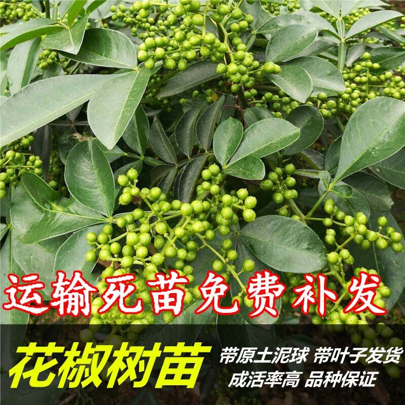 花椒树 相关京东优惠商品排行榜 3 价格图片品牌优惠券 虎窝购 花椒树 相关京东优惠商品排行榜 3 价格图片品牌优惠券 虎窝购