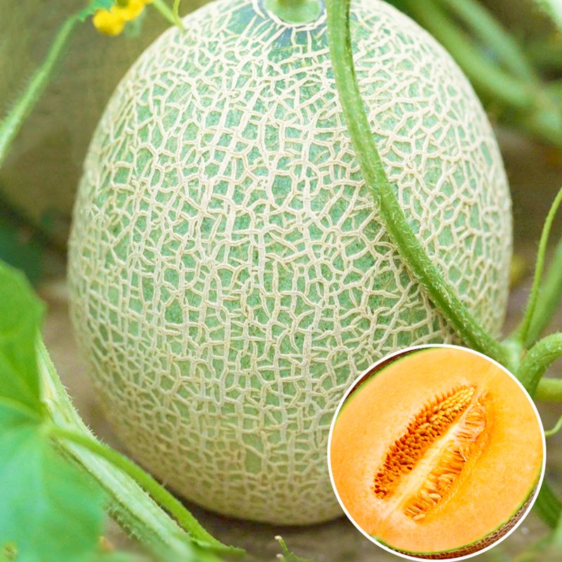 农之子 哈密瓜种子苗南方网纹蜜瓜春季新疆甜瓜香早熟籽北方春季超甜