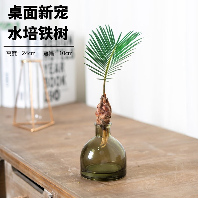 京喜APP:香昔庄园 水培一帆风顺红头铁树+玻璃瓶