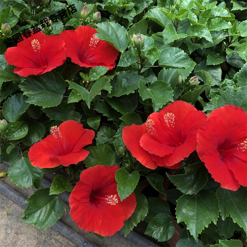 丹麦木槿四季开花重瓣耐寒扶桑花木槿花花苗盆栽绿植单瓣 木槿(红色)